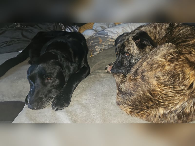 Schmusebacke sucht Endstelle