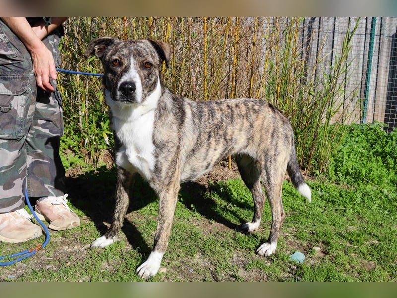 Lucia - eine wunderschöne freundliche Hündin - die das Leben im Haus kennt