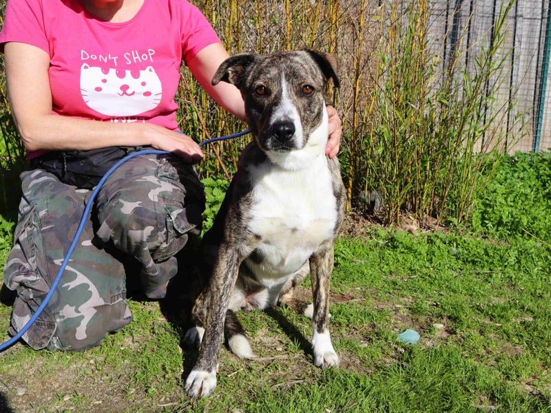 Lucia - eine wunderschöne freundliche Hündin - die das Leben im Haus kennt