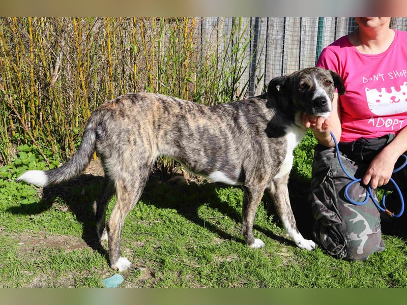 Lucia - eine wunderschöne freundliche Hündin - die das Leben im Haus kennt