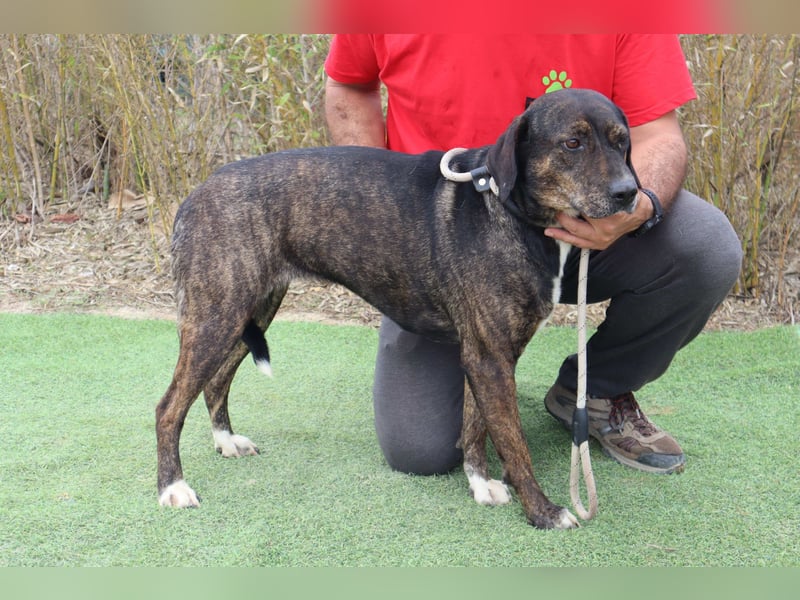 Für ♦️ ALZIRA ♦️ wird ein Zuhause oder Pflegestelle gesucht ❗️