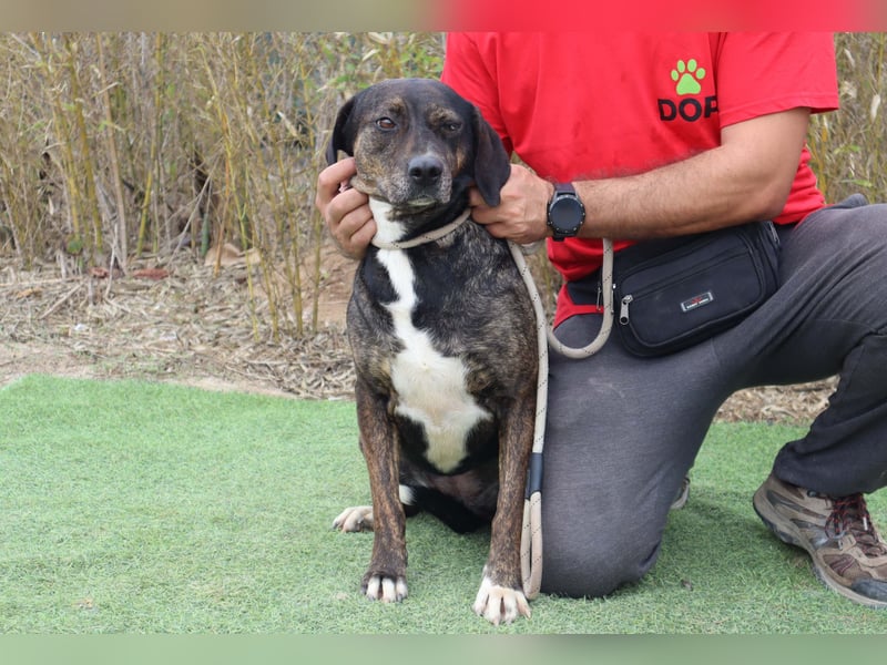 Für ♦️ ALZIRA ♦️ wird ein Zuhause oder Pflegestelle gesucht ❗️
