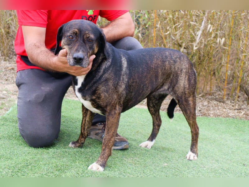 Für ♦️ ALZIRA ♦️ wird ein Zuhause oder Pflegestelle gesucht ❗️