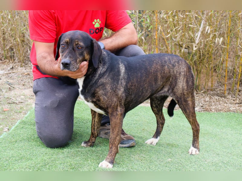 Für ♦️ ALZIRA ♦️ wird ein Zuhause oder Pflegestelle gesucht ❗️