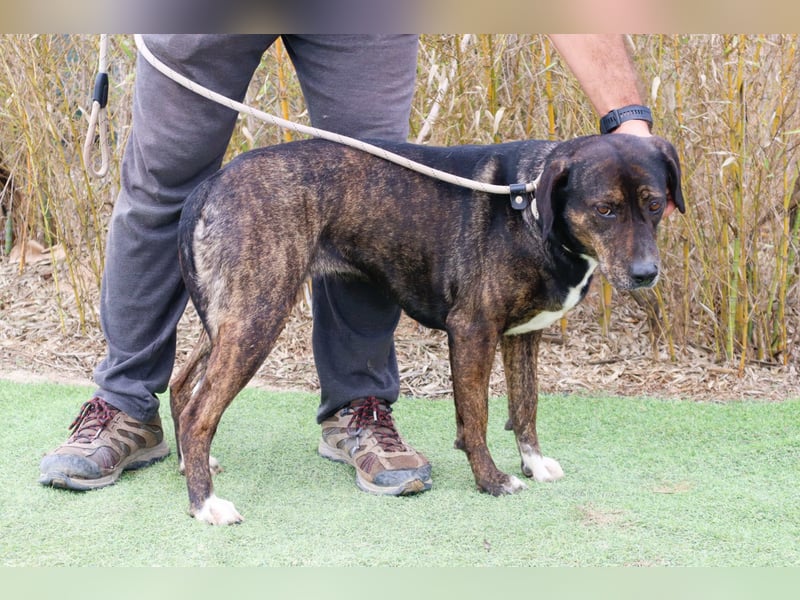 Für ♦️ ALZIRA ♦️ wird ein Zuhause oder Pflegestelle gesucht ❗️