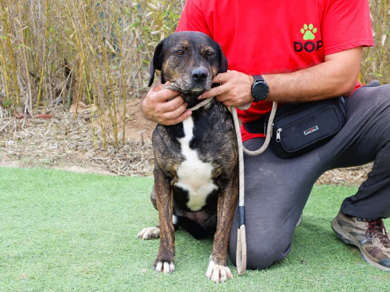 Für ♦️ ALZIRA ♦️ wird ein Zuhause oder Pflegestelle gesucht ❗️