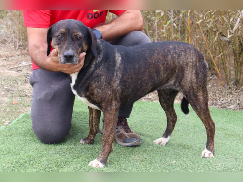 Für ♦️ ALZIRA ♦️ wird ein Zuhause oder Pflegestelle gesucht ❗️