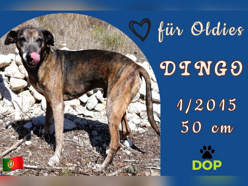 ❤️ für Senioren - Dingo hat jetzt genug Zeit verloren….