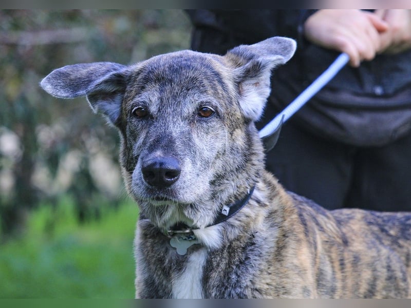 Neuzugang:  Seniorin ARA - braucht dringend ein neues Zuhause