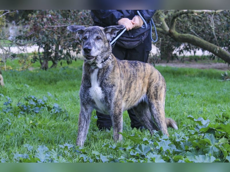 Neuzugang:  Seniorin ARA - braucht dringend ein neues Zuhause