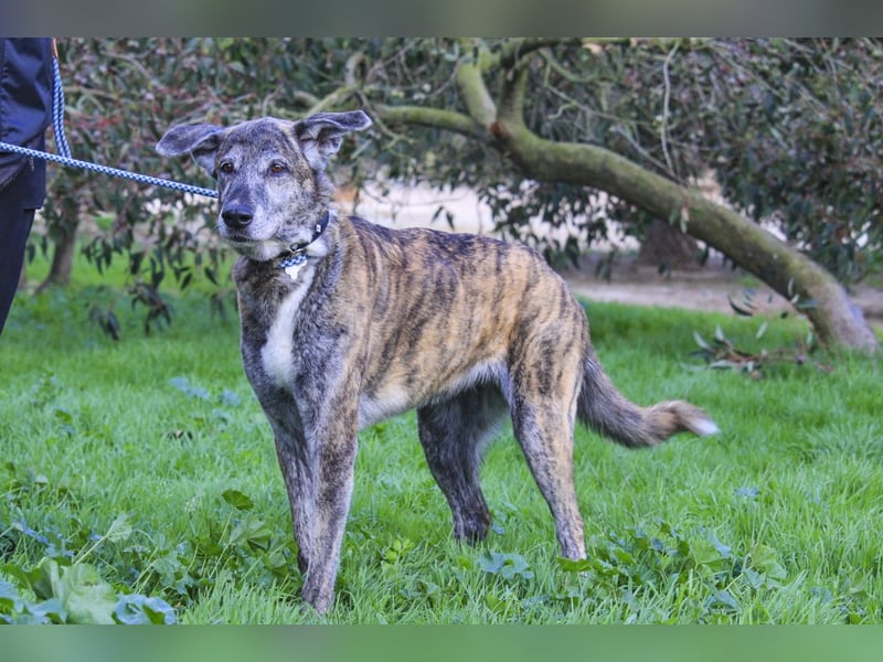 ❤️ARA ist unglücklich - sie braucht dringend wieder ein Zuhause