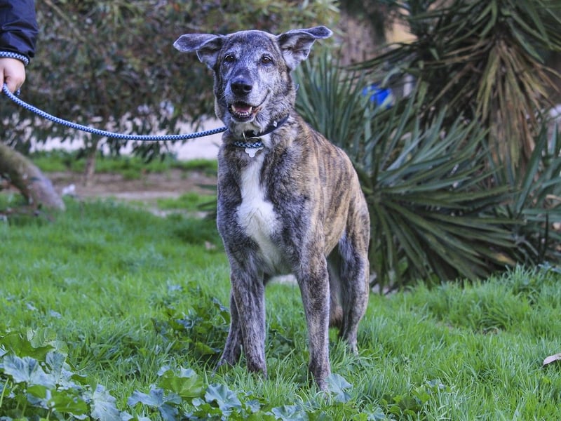 ❤️ARA ist unglücklich - sie braucht dringend wieder ein Zuhause