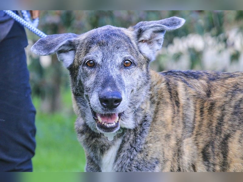 ❤️ARA ist unglücklich - sie braucht dringend wieder ein Zuhause