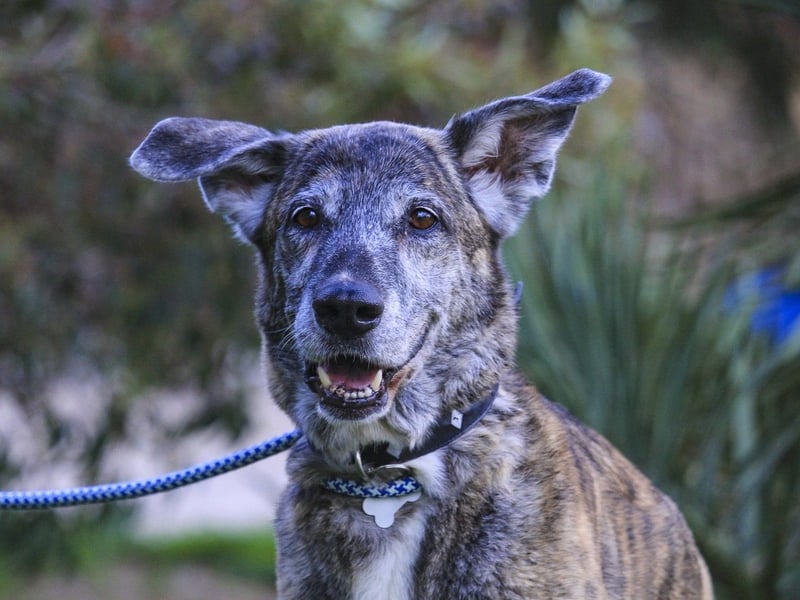 ❤️ARA ist unglücklich - sie braucht dringend wieder ein Zuhause