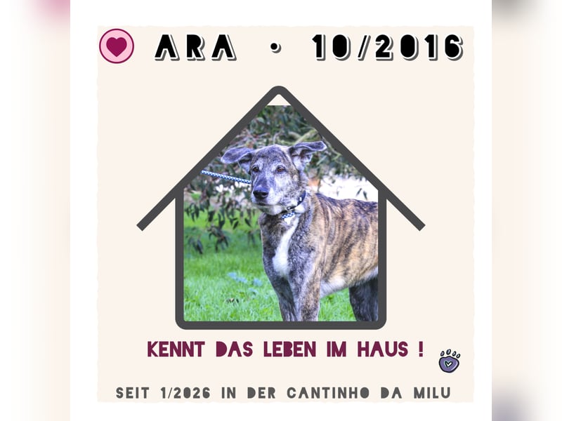 A • R • A • braucht wieder ein Zuhause !