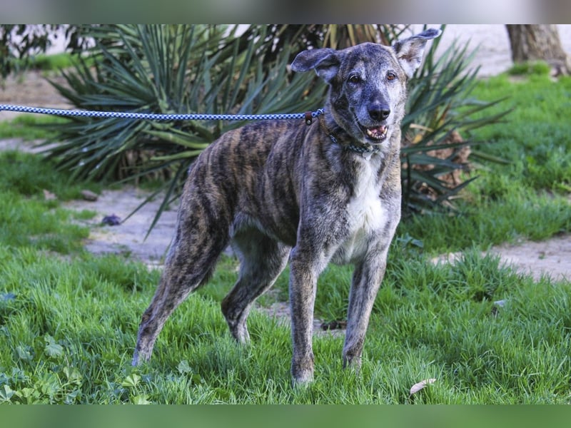 ❤️ARA ist unglücklich - sie braucht dringend wieder ein Zuhause
