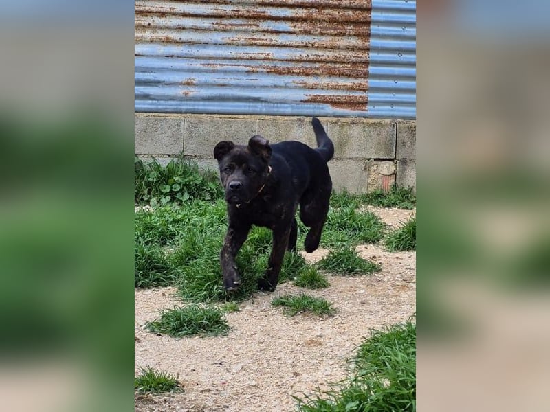 Roscon, will nicht im Tierheim groß werden