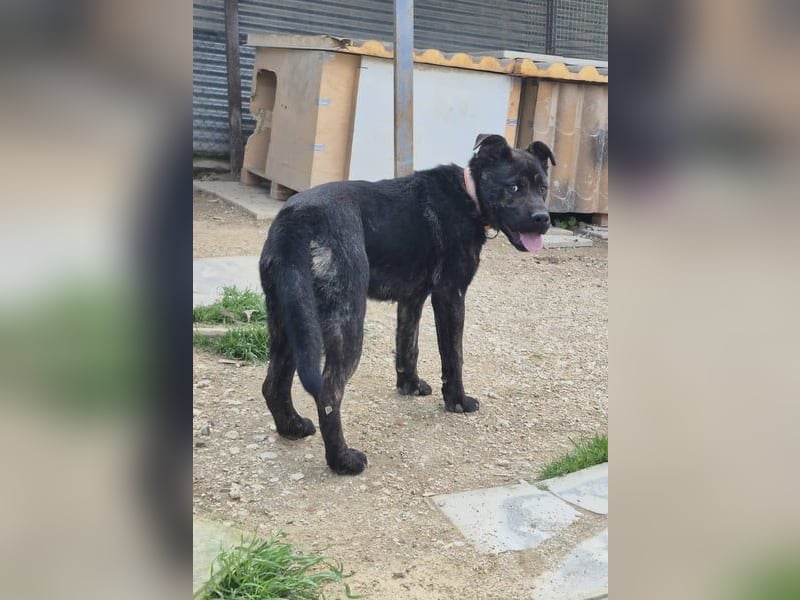 Roscon, will nicht im Tierheim groß werden