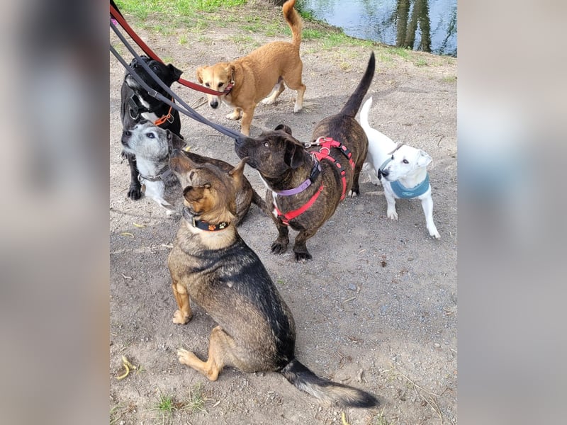 Bully sucht seine Menschen