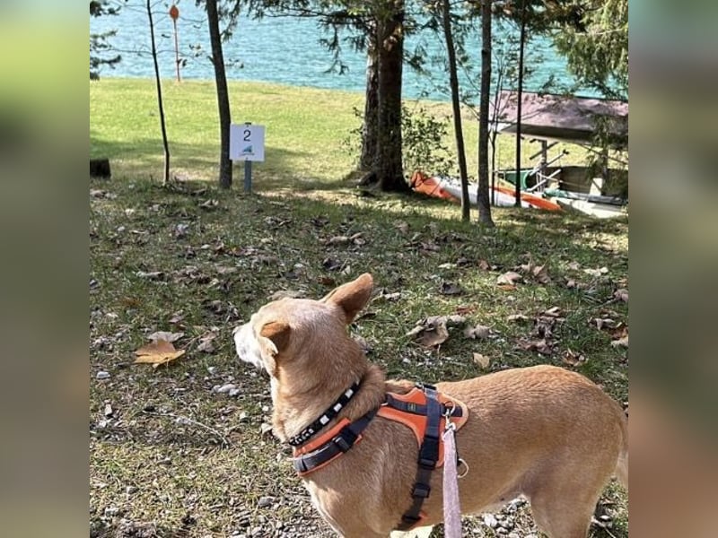 Winston ein sehr pflegeleichter Rüde