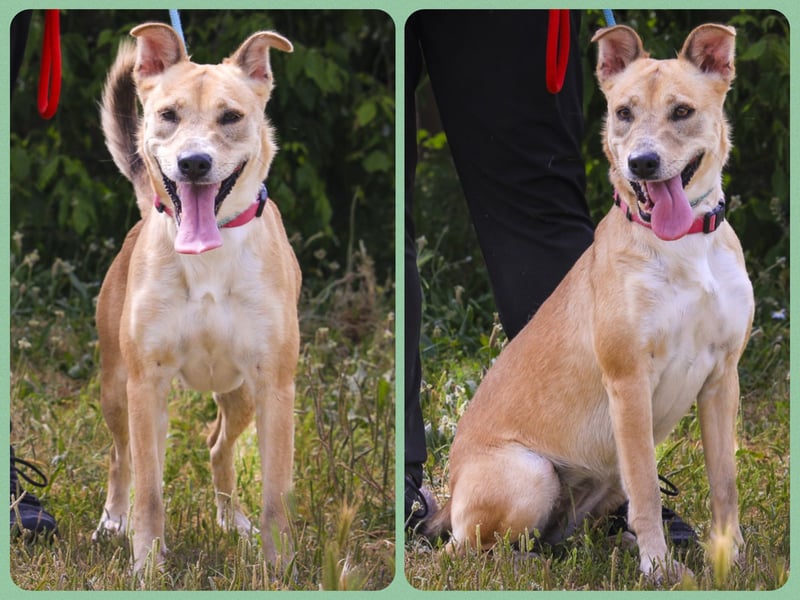 Zuhause gesucht für ⚡️Shelby -+- Misty ⚡️ - sind in der Cantinho da Milu