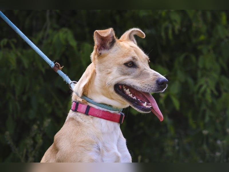 Zuhause gesucht für ⚡️Shelby -+- Misty ⚡️ - sind in der Cantinho da Milu