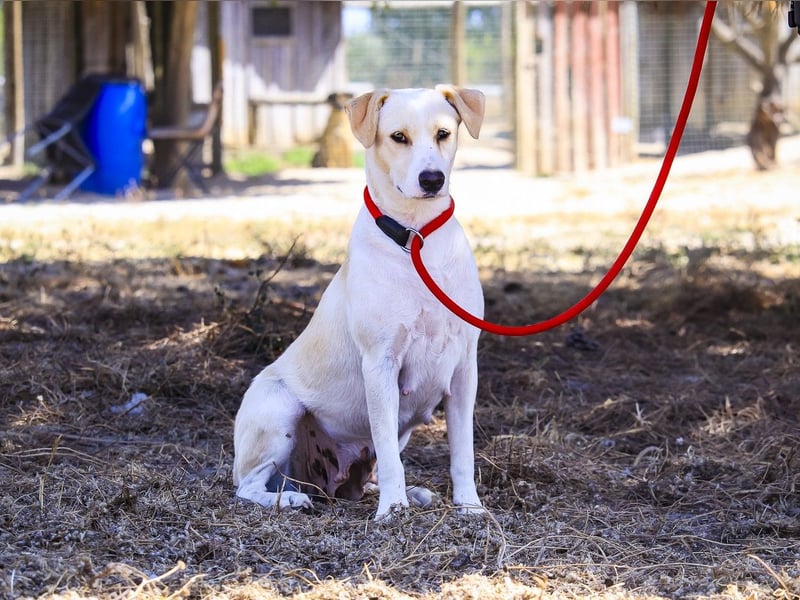 Zuhause gesucht für die jungen Hündinnen: Francisca  ❤️  Hortela - Cantinho da Milu