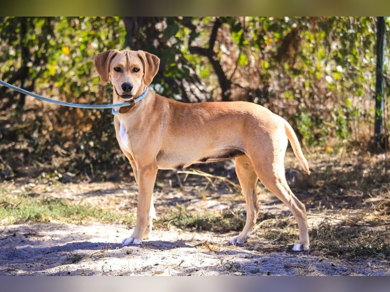 Zuhause gesucht für ⚡️Shelby -+- Misty ⚡️ - sind in der Cantinho da Milu