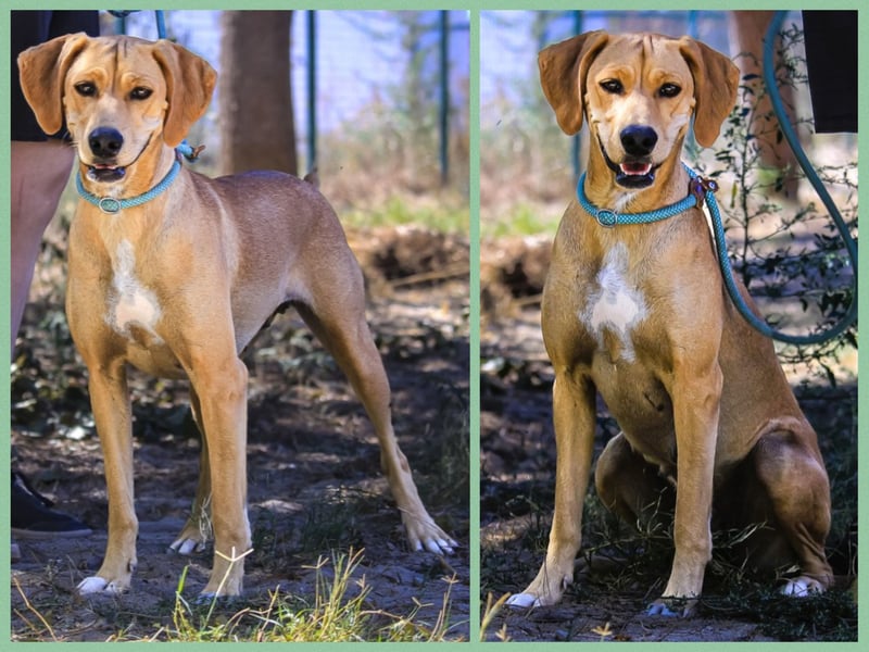 Zuhause gesucht für ⚡️Shelby -+- Misty ⚡️ - sind in der Cantinho da Milu