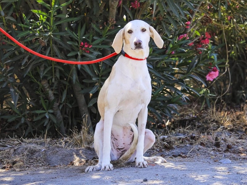 Zuhause gesucht für die jungen Hündinnen: Francisca  ❤️  Hortela - Cantinho da Milu