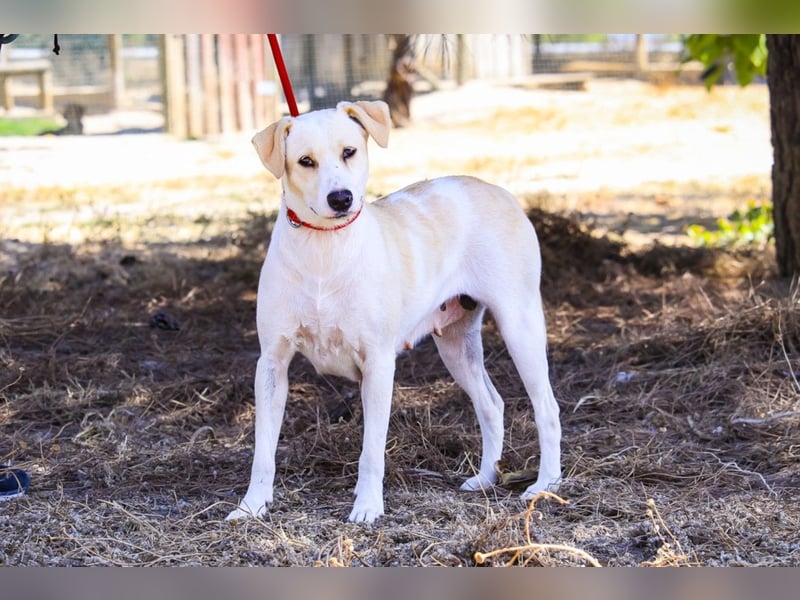Zuhause gesucht für die jungen Hündinnen: Francisca  ❤️  Hortela - Cantinho da Milu