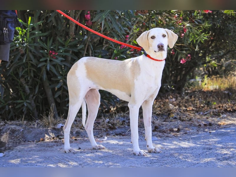 Zuhause gesucht für die jungen Hündinnen: Francisca  ❤️  Hortela - Cantinho da Milu