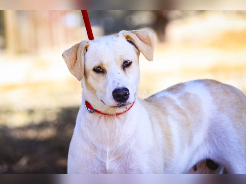 Zuhause gesucht für die jungen Hündinnen: Francisca  ❤️  Hortela - Cantinho da Milu