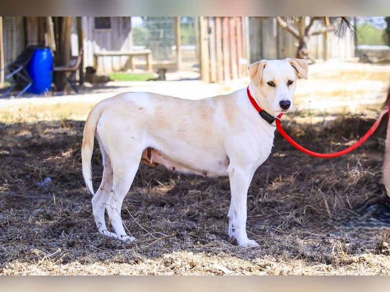 Zuhause gesucht für die jungen Hündinnen: Francisca  ❤️  Hortela - Cantinho da Milu