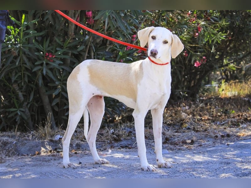 Zuhause gesucht für die jungen Hündinnen: Francisca  ❤️  Hortela - Cantinho da Milu
