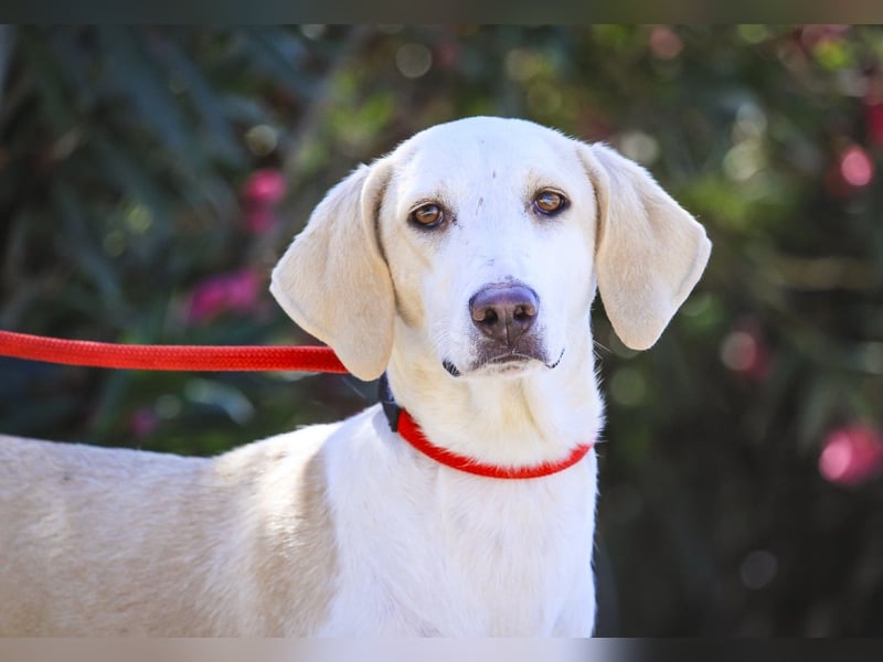 Zuhause gesucht für die jungen Hündinnen: Francisca  ❤️  Hortela - Cantinho da Milu