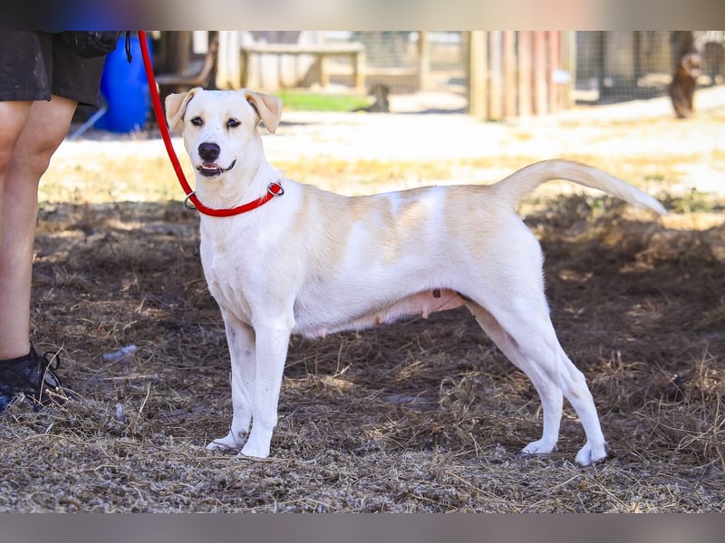 Zuhause gesucht für die jungen Hündinnen: Francisca  ❤️  Hortela - Cantinho da Milu