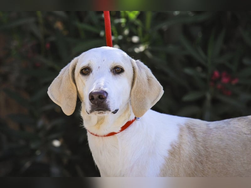 Zuhause gesucht für die jungen Hündinnen: Francisca  ❤️  Hortela - Cantinho da Milu
