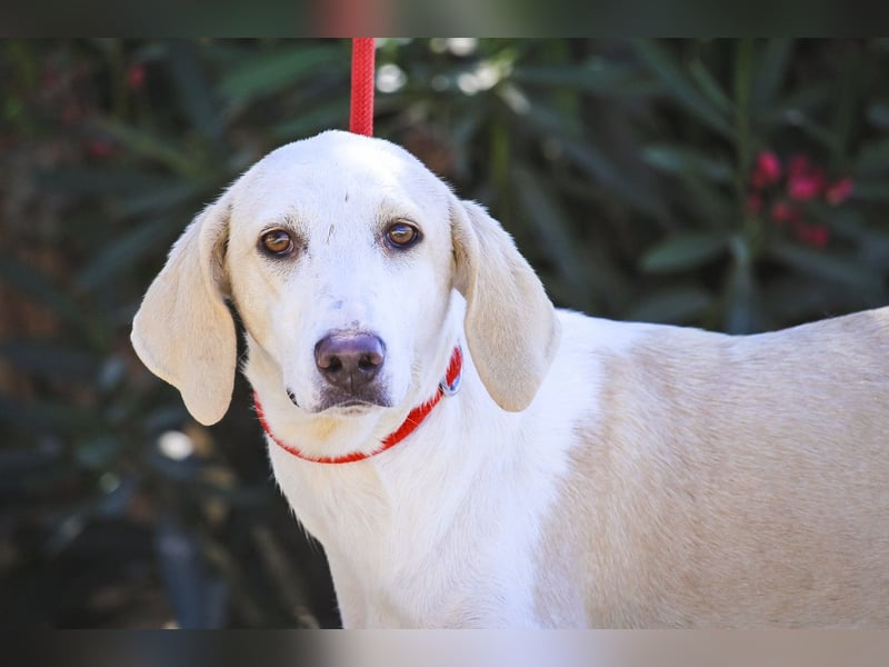 Zuhause gesucht für die jungen Hündinnen: Francisca  ❤️  Hortela - Cantinho da Milu