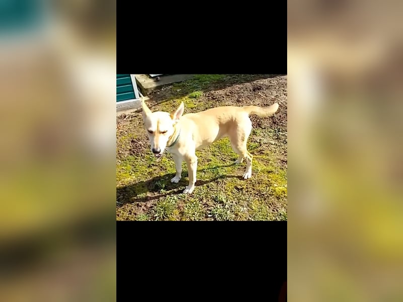 Szöczke eine traumhündin zum verlieben!