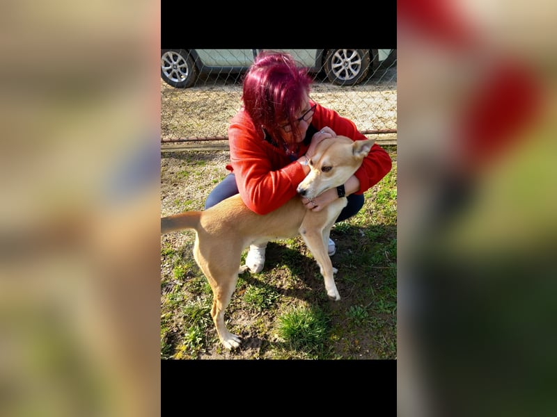 Szöczke eine traumhündin zum verlieben!