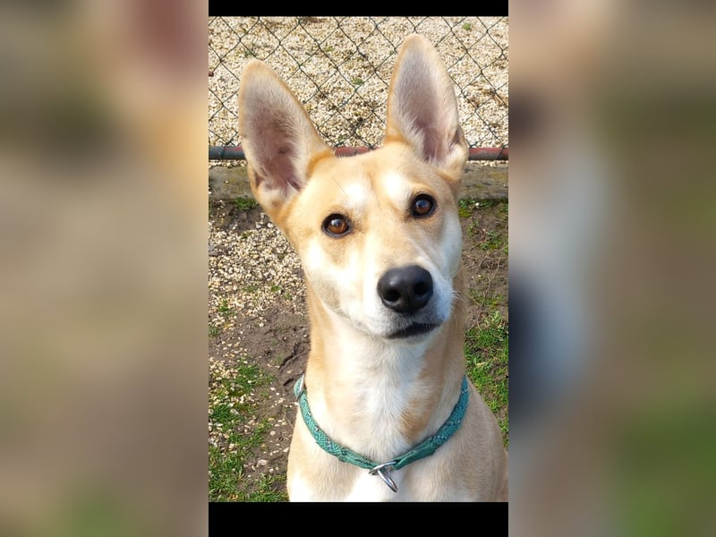 Szöczke eine traumhündin zum verlieben!