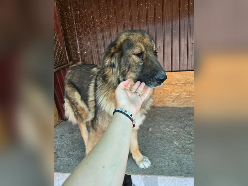Wilma - freundlicher Riese