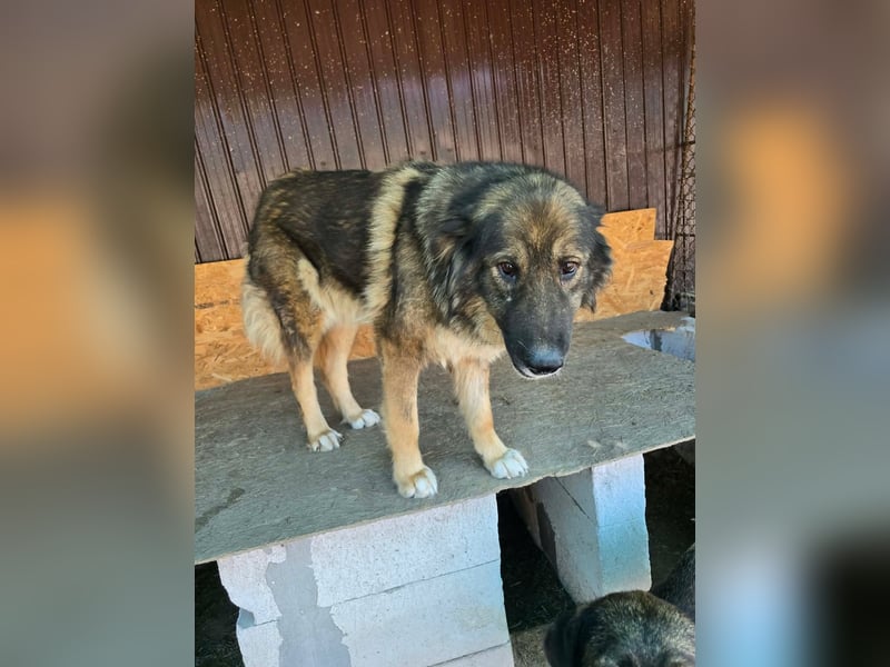 Wilma - freundlicher Riese