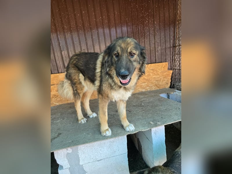 Wilma - freundlicher Riese