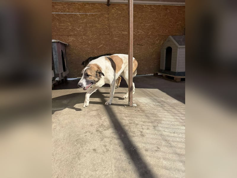 TANO - wo findet er sein Glück?