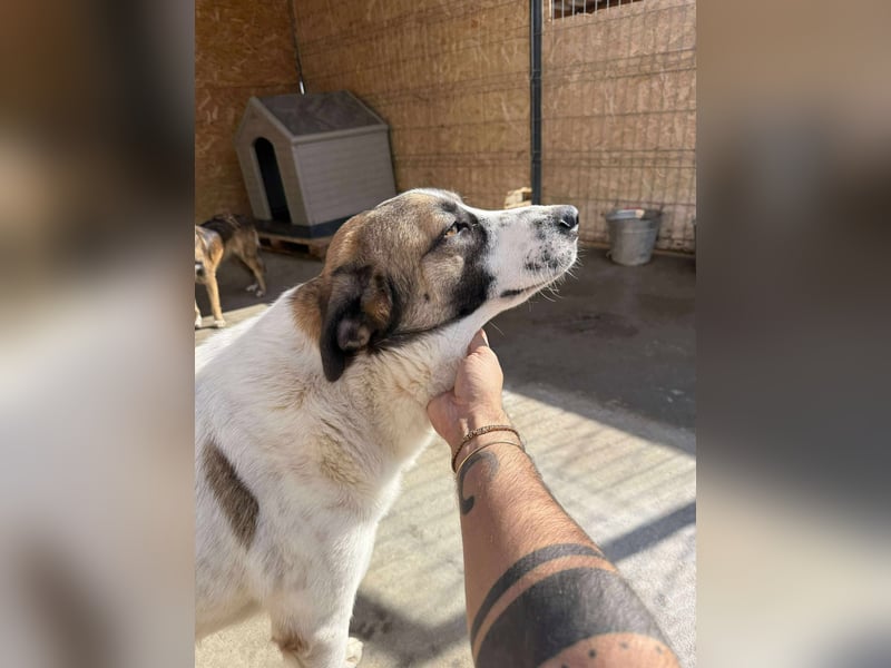 TANO - wo findet er sein Glück?