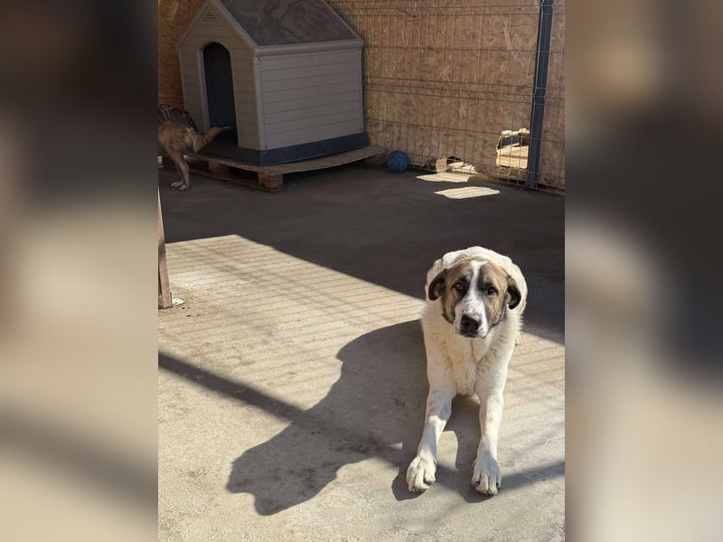 TANO - wo findet er sein Glück?