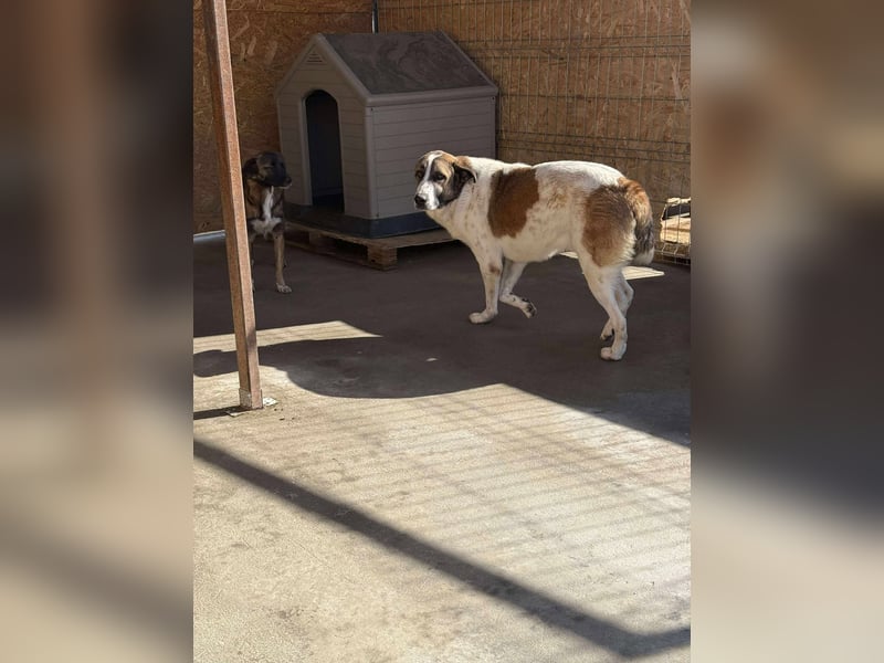 TANO - wo findet er sein Glück?