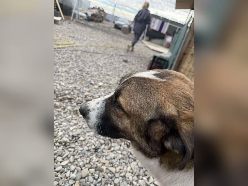 TANO - wo findet er sein Glück?